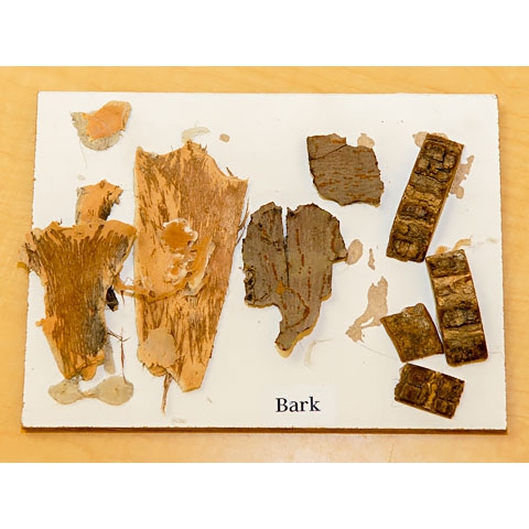Different types of bark on display